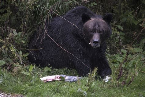 Grizzly eating salmon - Josephine Boxwell