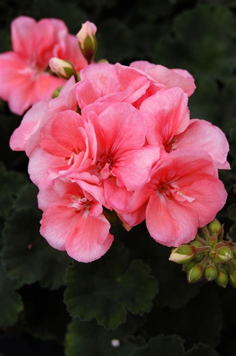 Pelargonium X Hortorum Tango™ Zonal Geranium Garden Center Marketing