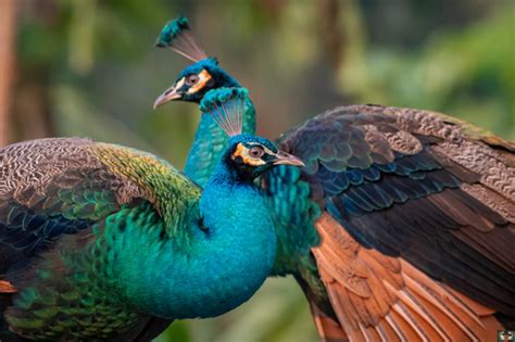 Spalding Peafowl Hybrid Pavo Cristatus × Muticus · Inaturalist