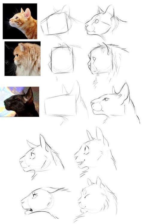 How To Draw A Cat Artofit