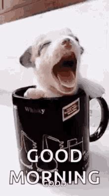 Gif Good Morning Dog Meme Good Morning, Happy Monday Pictures, Photos ...