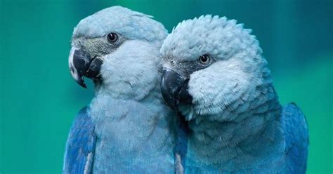 The Spix’s Macaw, The Blue Parrot You Saw In The Film 'Rio' Is Now Extinct