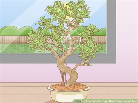 How To Care For Tiger Bark Ficus Bonsai Tree Steps