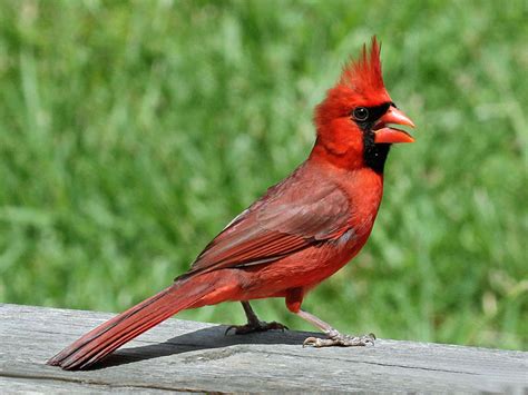 Brit Ish Birds Northern Cardinal