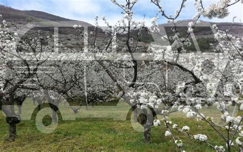 Un Viaje A Valle Del Jerte En Furgoneta O Autocaravana