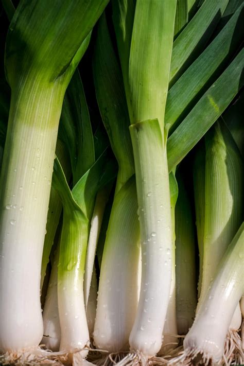 Best Leek Substitutes For Flawless Recipes Raepublic