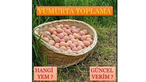 GEZEN TAVUK YUMURTA TOPLAMA VİDEOSU GÜNCEL YUMURTA VERİMİ YouTube