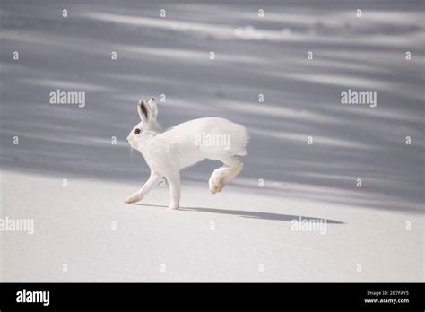 Running Snowshoe Hares Hi Res Stock Photography And Images Alamy