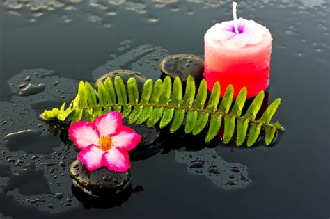 Adenium Das Pedras E Das Flores Dos Termas Foto De Stock Imagem De