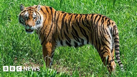 Tiger Populations Grow In India And Bhutan