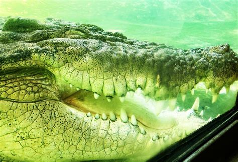 Crocodylus Porosus Maximo The Saltwater Crocodile From Flickr