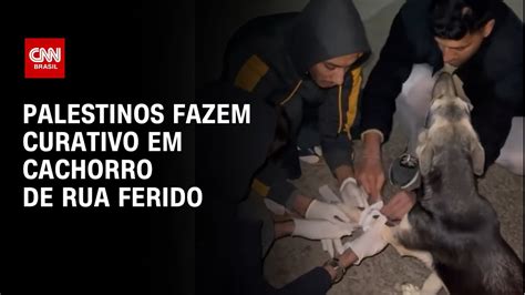 Palestinos Ajudam A Fazer Curativo Em Cachorro De Rua Ferido YouTube