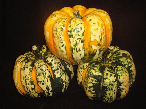 Squash : Winter Squash CARNIVAL Pumpkin