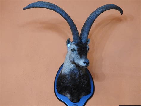 Taxidermia Ibex Hunt Espadella