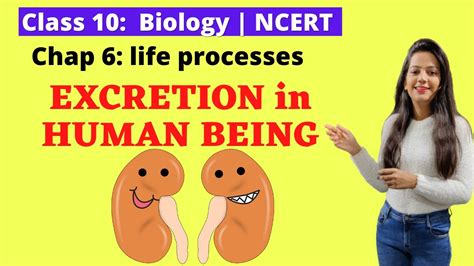 Th Biology Ncert Life Processes Excretion In Human Being