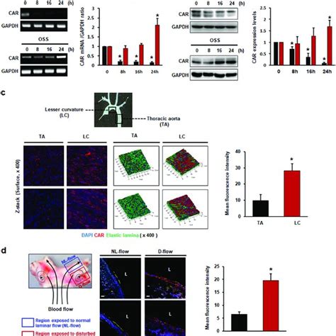 Fluid Shear Stress Regulates CAR Expression In Endothelial Cells