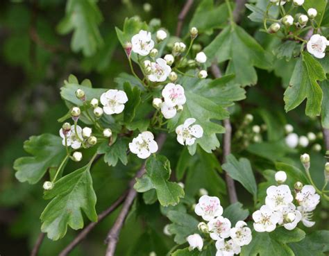 Cómo y cuándo plantar Crataegus monogyna mijardin es