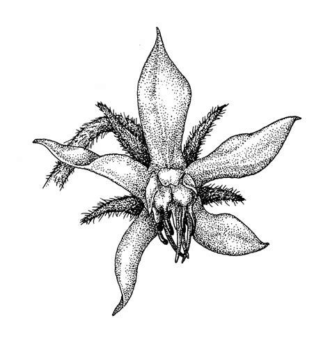 Edelweiss Flower Drawing at GetDrawings | Free download