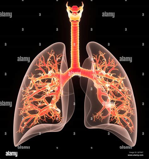 Sistema Respiratorio Humano Pulmones Anatom A Fotograf A De Stock Alamy