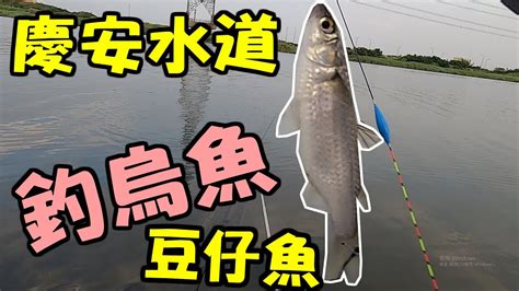 【彰化 慶安水道】釣烏魚 豆仔魚 老師傅都中大魚 釣魚練功記 線西 鹿港 彰濱 Youtube