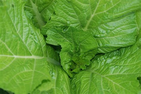 Mustard Florida Broadleaf Harvesting History