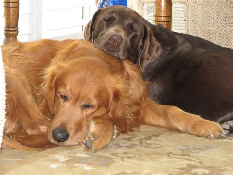 Best Friends Forever Our Golden Retriever And Chocolate Lab Golden