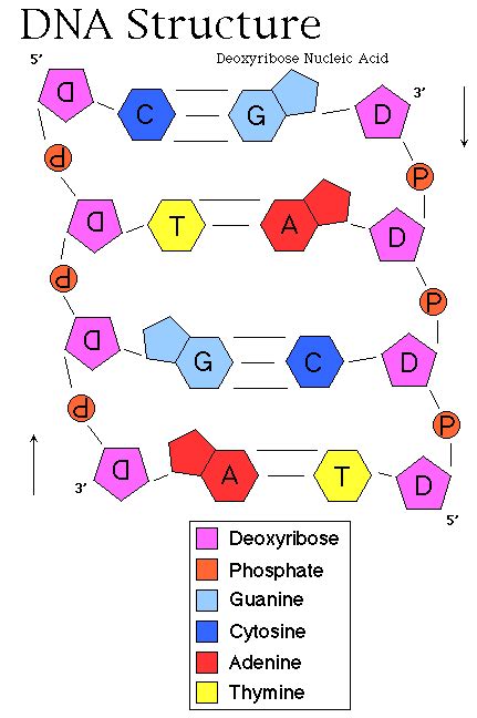 Chemical Structure Of Dna Diagram Deoxyribonucleic Acid