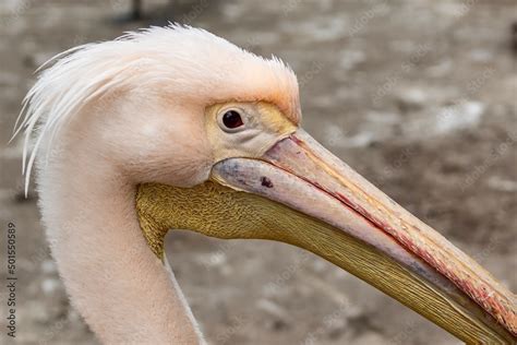 Close Up Great White Pelican Pelecanus Onocrotalus Eastern White