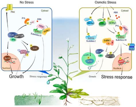 Plants Free Full Text Growth Promotion Or Osmotic Stress Response How Snf1 Related Protein