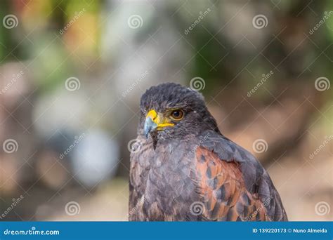 Detailed View of a Gray Hawk, Gray and Orange Feathers, Expressive Look ...