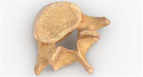 Lumbar vertebrae l1 l5 model - TurboSquid 1591551