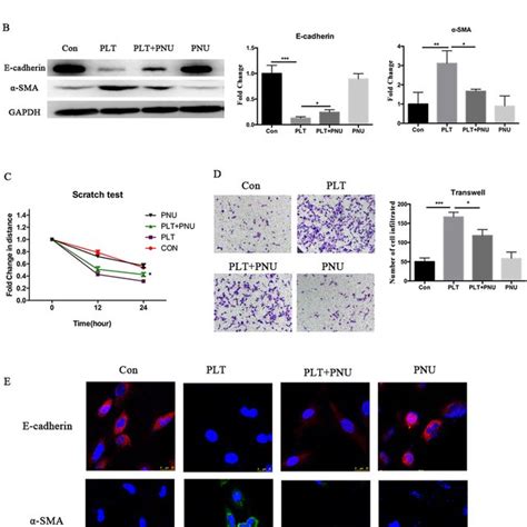 Activation of α7nAChR partially reverses platelet induced EMT in