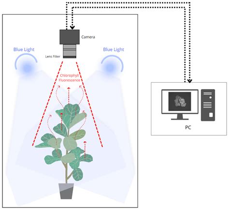 Chlorophyll Fluorescence