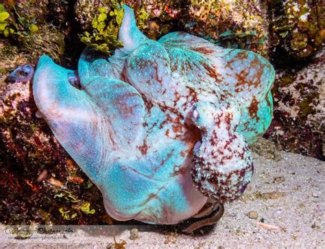 7 Jaw-Dropping Caribbean Reef Octopus Facts - OctoNation - The Largest ...