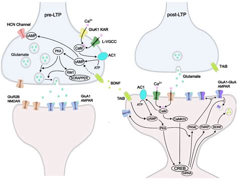 Biomedicines Free Full Text Synaptic Plasticity In The Pain Related