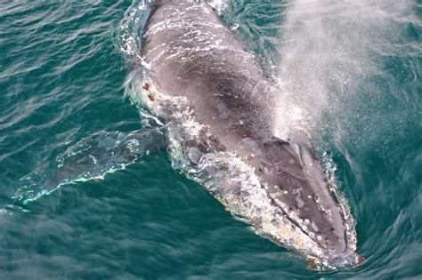 Australian Humpback Whale Migration Whale Watch Western Australia