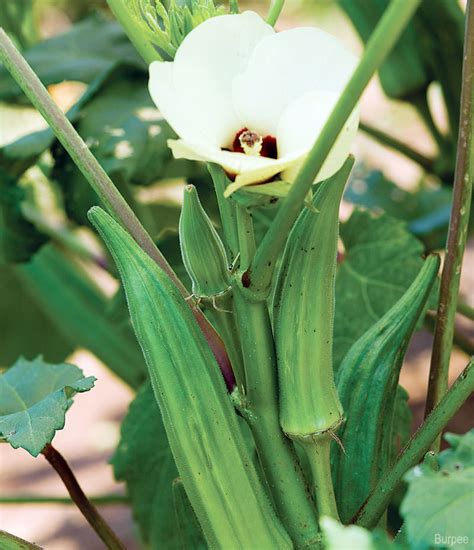 How To Grow Okra Hobby Farms