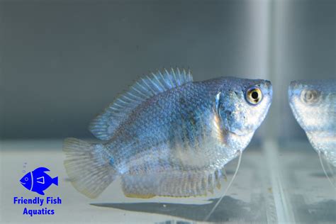 Sky Blue Gourami Friendly Fish Aquatics