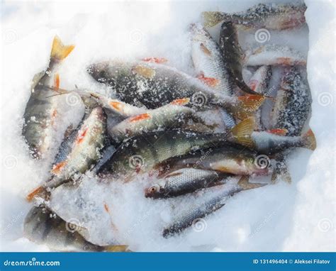 Fish on ice winter fishing stock photo. Image of fishing - 131496404