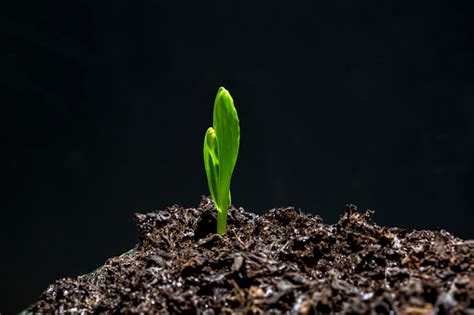 Little Plant Growing Time Lapse Stock Photo - Download Image Now - Long ...