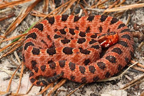 Carolina Pygmy Rattlesnake By James Adams Reptiles And Amphibians