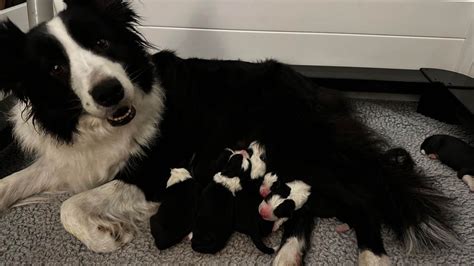 Border Collie Puppies For Sale