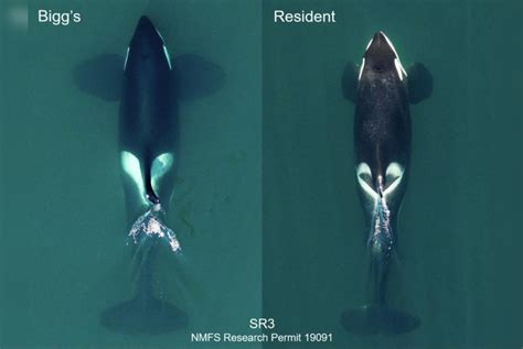 New Killer Whale Species Discovered Along Pacific Coast Overturning