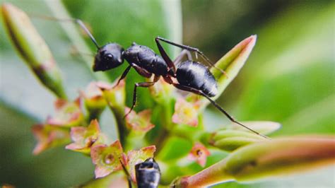 La anatomía de las hormigas Descubre cómo estos pequeños insectos