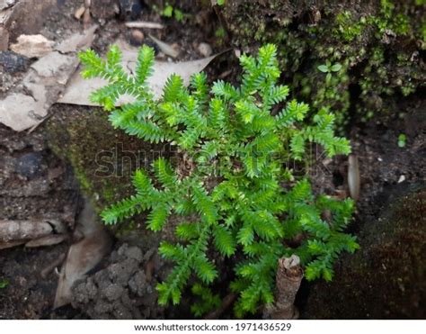 Selaginella Kraussiana Who Clung Rock Photo Stock Photo (Edit Now ...