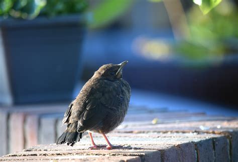 Blackbird Young Bird Animal Free Photo On Pixabay Pixabay