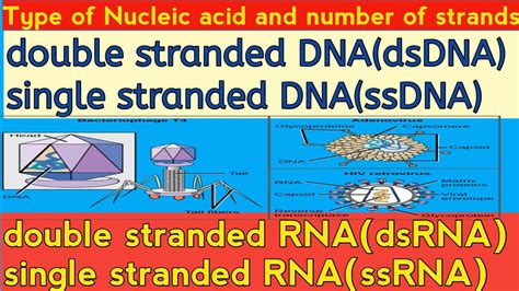 Double Stranded DNA And Single Stranded DNA Double Stranded RNA And