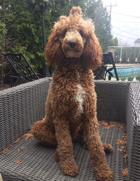 Popular Standard Poodle Cuts At Danny Rayburn Blog