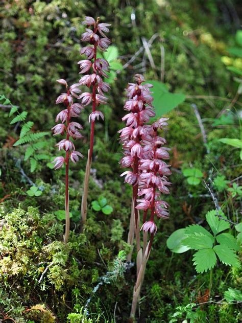 Corallorhiza Striata Striped Coral Root Go Orchids