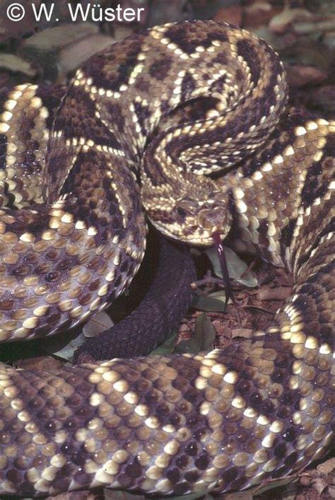 Estudo Dos Efeitos Renais Do Veneno Da Serpente Crotalus Durissus